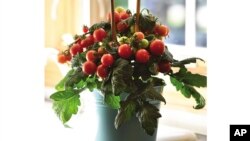 This image provided by Ball Horticultural Company shows a Kitchen Mini Red Velvet tomato plant, which is suitable for growing in containers. (Ball Horticultural Company via AP)