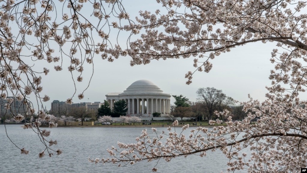 Thomas Jefferson Memorial is seen amid cherry trees that are in full bloom around the Tidal Basin in Washington, Tuesday, March 22, 2022. (AP Photo/Gemunu Amarasinghe)