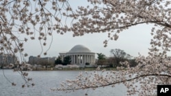 Thomas Jefferson Memorial is seen amid cherry trees that are in full bloom around the Tidal Basin in Washington, Tuesday, March 22, 2022. (AP Photo/Gemunu Amarasinghe)