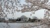 Thomas Jefferson Memorial terlihat di tengah pohon sakura di Washington, Selasa, 22 Maret 2022. Aksi vandalisme terhadap tiga gardu listrik di negara bagian Washington, pantai barat Amerika, Minggu (25/12) pagi, memutus aliran listrik ke sekitar 14.000 pelanggan. (Foto: AP)
