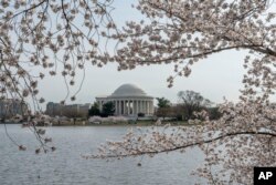 Thomas Jefferson Memorial terlihat di tengah pohon sakura yang sedang mekar penuh di sekitar Tidal Basin di Washington, Selasa, 22 Maret 2022. (Foto: AP)