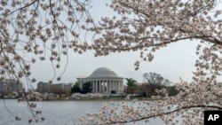 Thomas Jefferson Memorial terlihat di tengah pohon sakura di Washington, Selasa, 22 Maret 2022. Aksi vandalisme terhadap tiga gardu listrik di negara bagian Washington, pantai barat Amerika, Minggu (25/12) pagi, memutus aliran listrik ke sekitar 14.000 pelanggan. (Foto: AP)