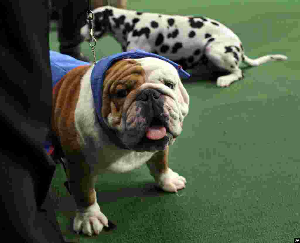 FILE - Manchester, a bulldog owned by Eduardo Hernendez of Mexico City, gets comforting treatment after winning an award of merit in breed at the 136th annual Westminster Kennel Club Dog Show in New York, Feb. 13, 2012. 