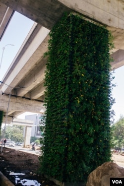 A beam along Nairobi Expressway that has been 'beautified' with greenery. (Kang-Chun Cheng/VOA)