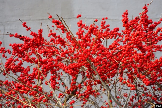 Branches of red winterberry plant (ilex verticillata)