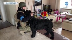 Ukraynalı Sevimli Köpek Bavyera Askerlere Emanet 