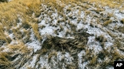 In this photo provided by Jaden Bales, the outline of a mule deer that was struck by a car and claimed for food using a new state of Wyoming roadkill app is seen in grass and snow near U.S. 287 south of Lander on Feb. 21, 2022. (Jaden Bales via AP)