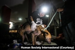 Drh. Merry Wein dari Jakarta Animal Aid Network memeriksa kesehatan anjing yang diselamatkan.(Courtesy Human Society Internasional)