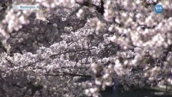 Washington’da Kiraz Çiçekleri Festivali Başladı 