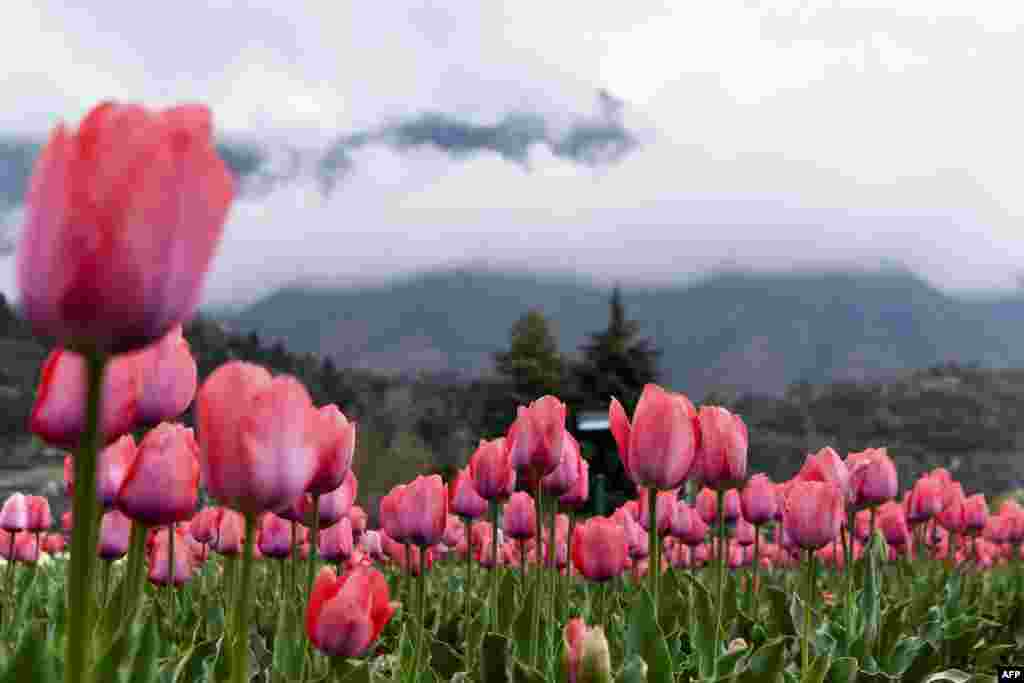 Tulip flowers are pictured at the Indira Gandhi Memorial Tulip Garden, which claims to be Asia&#39;s largest, in Srinagar, Indian-controlled Kashmir.
