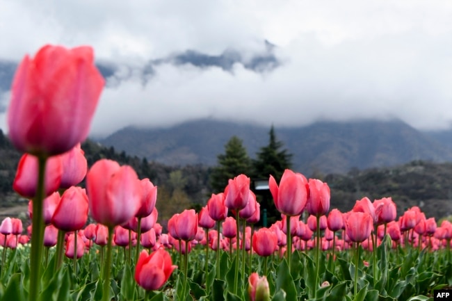 Tulips are pictured at the Indira Gandhi Memorial Tulip Garden, which claims to be Asia's largest, in Srinagar, Indian-controlled Kashmir, March 24, 2022. (Photo by TAUSEEF MUSTAFA / AFP)