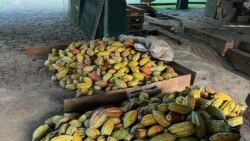 Guatemala: Premio calidad de cacao