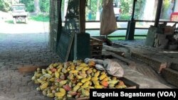 Cacao recién cosechado en la Finca La Cruz, en Guatemala. Foto Eugenia Sagastume, VOA.