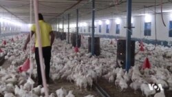 Biryara Hikûmetê Ziyanê Digihîne Xwediyên Projeyên Mirîşkan li Mûsil