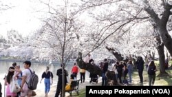 People enjoy cherry blossoms in their peak bloom for the first time in 2 years with pandemic at Tidal Basin, Washington, D.C.
