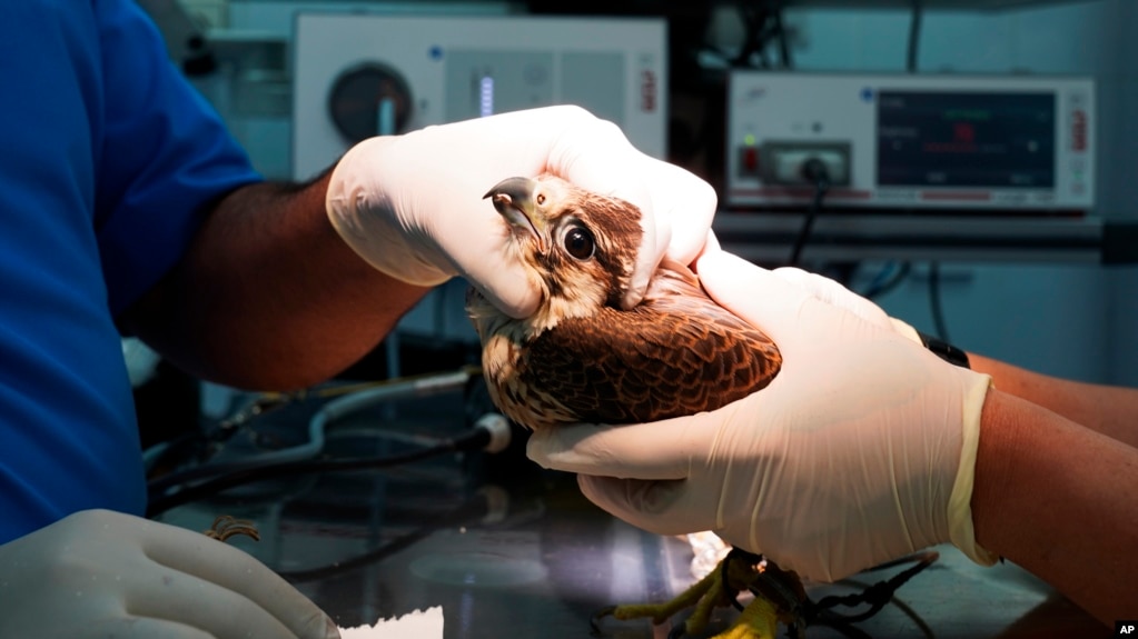 Veterinarians at the Souq Waqif Falcon Hospital work on a patient in Doha, Qatar, March 15, 2022. Souq Waqif Falcon Hospital cares for the feathered patients in Qatar, which will host the upcoming 2022 FIFA World Cup. (AP Photo/Lujain Jo)