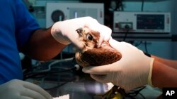 Veterinarians at the Souq Waqif Falcon Hospital work on a patient in Doha, Qatar, March 15, 2022. Souq Waqif Falcon Hospital cares for the feathered patients in Qatar, which will host the upcoming 2022 FIFA World Cup. (AP Photo/Lujain Jo)