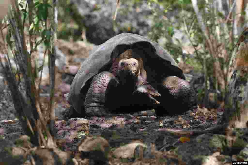 A tortoise, previously identified as Chelonoidis chathamensis and which corresponds genetically to a different species according to a study by scientists of the Galapagos National Park, is pictured on the island of San Cristobal, Galapagos Islands, Ecuado