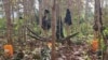 FILE - Hammocks are strung between trees, along with military fatigues at a People's Defense Forces camp in the jungles of Kayin State, Myanmar, in December 2021. 