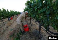 FILE - Workers harvest grapes at the La Motte wine farm in Franschhoek near Cape Town, South Africa, Jan. 29, 2016.