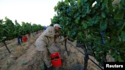 Para pekerja memanen anggur di perkebunan Franschhoek di pinggiran Cape Town, Afrika Selatan (foto: dok). 