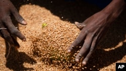 FILE - An Ethiopian woman scoops up portions of wheat in Agula, Ethiopia, May 8, 2021. The Russia-Ukraine war has raised the specter of food shortages in countries that rely on affordable grain imports such as Ethiopia. 