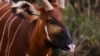 New Hope for Kenya’s Forest Antelope