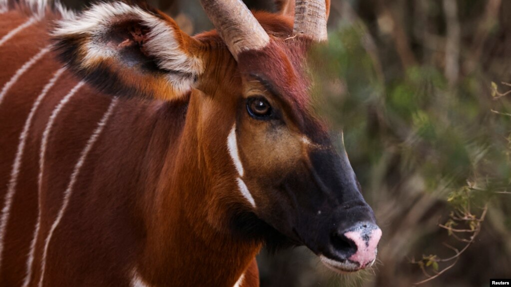 A critically endangered female Mountain Bongo (Tragelaphus eurycerus isaaci) is seen at the Mount Kenya Wildlife Conservancy near Nanyuki, Kenya, March 9, 2022. (REUTERS/Baz Ratner)