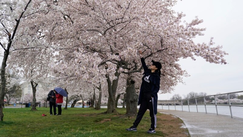 Cherry Blossom Season Marks Beginning of Spring in US Capital