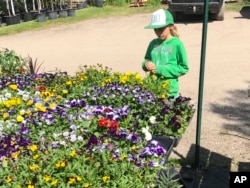 A young gardener looking over spring plants at a nursery. Taking children to a plant nursery and letting them see and smell the plants – and take one home – is a good way to encourage an early interest in gardening. (Jeff Lowenfels via AP)