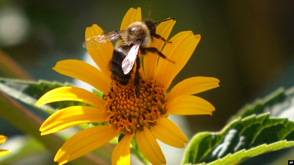 FILE - A bee takes off from the blossom of a yellow daisy flower, Saturday, July 16, 2011 in a garden along the street in Zelienople, Pa.(AP Photo/Keith Srakocic)