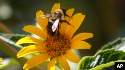 FILE - A bee takes off from the blossom of a yellow daisy flower, Saturday, July 16, 2011 in a garden along the street in Zelienople, Pa.(AP Photo/Keith Srakocic)