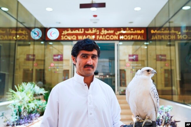 Khodr Allah, a Pakistani resident of Qatar, poses for a photograph with his gyrfalcon at the Souq Waqif Falcon Hospital work in Doha, Qatar, March 15, 2022. (AP Photo/Lujain Jo)