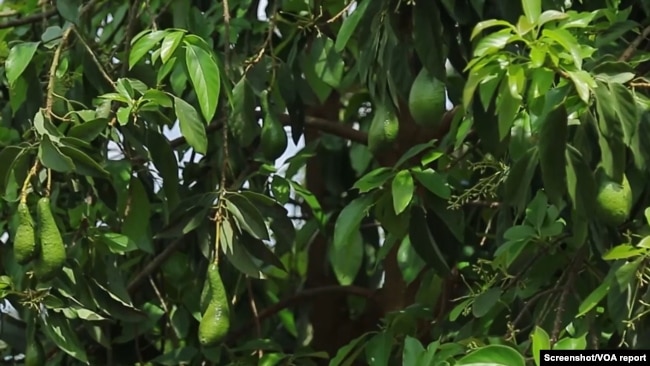 Kenya hopes avocados can be exported to the large Chinese market.