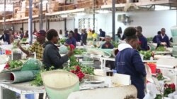 Kenya yakabiliwa na changamoto ya kutafuta soko jipya la maua