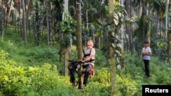 Ganapathi Bhat (50), menggunakan alat buatannya "skuter pohon" untuk memanjat pohon dan memanen pinang di pertaniannya di Mangaluru, negara bagian Karnataka, India, 20 Februari 2022. (REUTERS/Sunil Kataria)