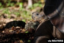 Seekor kura-kura, yang sebelumnya diidentifikasi sebagai Chelonoidis chathamensis dan secara genetik berhubungan dengan spesies yang berbeda menurut sebuah penelitian oleh para ilmuwan di Taman Nasional Galapagos. (Foto: via Reuters)