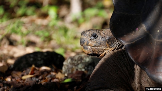 Scientist Report New Tortoise Species on Galapagos Islands