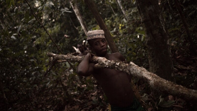 Les pygmées akas, entre médecines traditionnelle et moderne