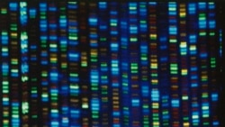 Science in a Minute First Complete 'Gapless' Sequence of a Human Genome Created