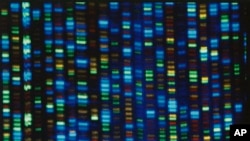This undated image made available by the National Human Genome Research Institute shows the output from a DNA sequencer.