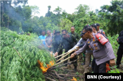 Petugas BNN RI membakar ladang ganja di kawasan Aceh Besar, Provinsi Aceh di dua titik seluas 8.013 m2 pada 15 Maret 2022. (Foto: Dok BNN)