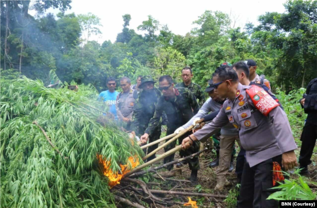 Petugas BNN RI membakar ladang ganja di kawasan Aceh Besar, Provinsi Aceh di dua titik seluas 8.013 m2 pada 15 Maret 2022. (Foto: Dok BNN)