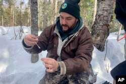 E.J. Isaac, fish and wildlife biologist for the Grand Portage Band of Lake Superior Chippewa, places a swab into a vial after testing a young buck for the coronavirus in Grand Portage, Minn. on March 2, 2022.