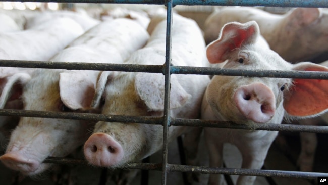 In this file photo, pigs show their snouts through a fence at a farm in Buckhart, Ill. on June, 28, 2012. (AP Photo/M. Spencer Green, File)