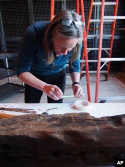 In this 2018 photo provided by the Pilgrim Hall Museum, Aoife Daly, Associate Professor, Saxo Institute, University of Copenhagen, extracts a core from an age-hardened Sparrow-hawk timber for analysis.