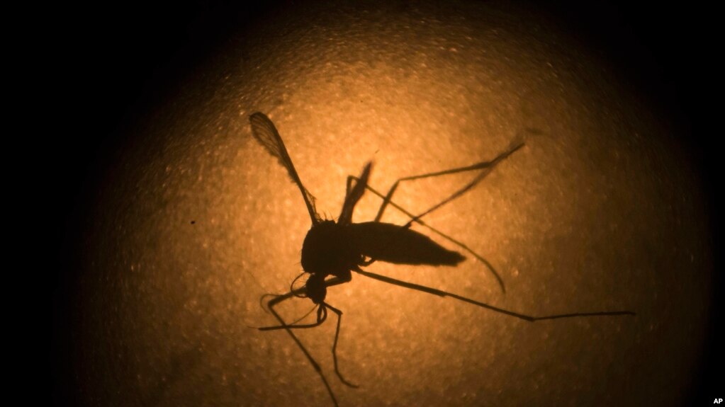 Sốt xuất huyết là bệnh do muỗi truyền nhiễm
