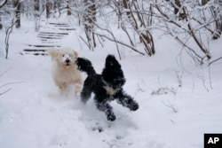 Golden Doodle chases a Portuguese Water Dog as they play in the snow along Glover-Archbold Trail in Washington