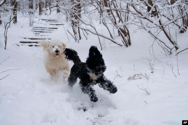 Golden Doodle chases a Portuguese Water Dog as they play in the snow along Glover-Archbold Trail in Washington