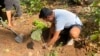 As Mumbai’s Green Spaces Disappear, Environmental Activists Grow Food Forests